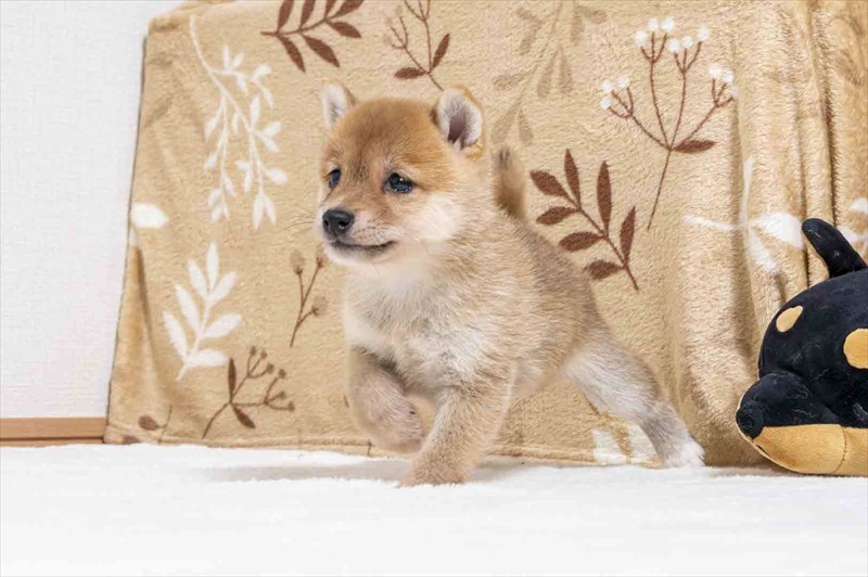 豆柴犬 販売子犬番号 いぶきくん 写真3