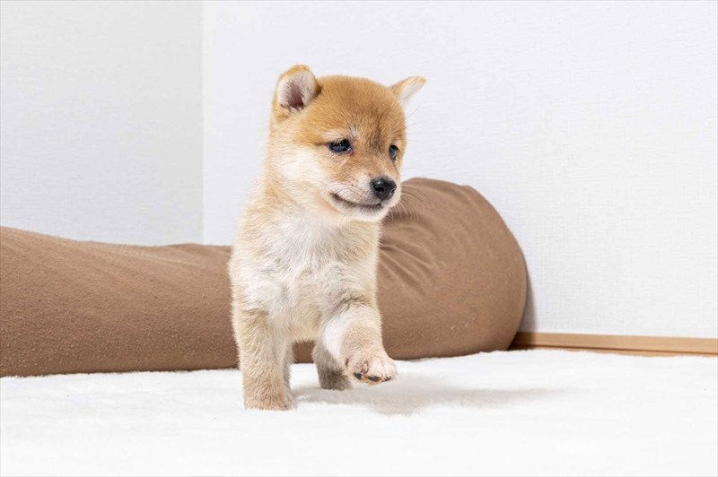 豆柴犬 販売子犬番号 いぶきくん 写真4