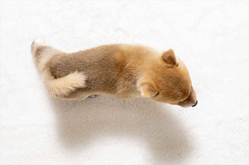 豆柴犬 販売子犬番号 いぶきくん 写真5