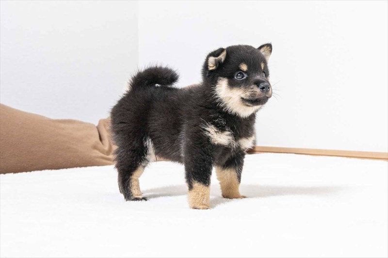 豆柴犬 販売子犬番号 とうまくん 写真2