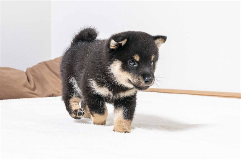 豆柴犬 販売子犬番号 とうまくん 写真3