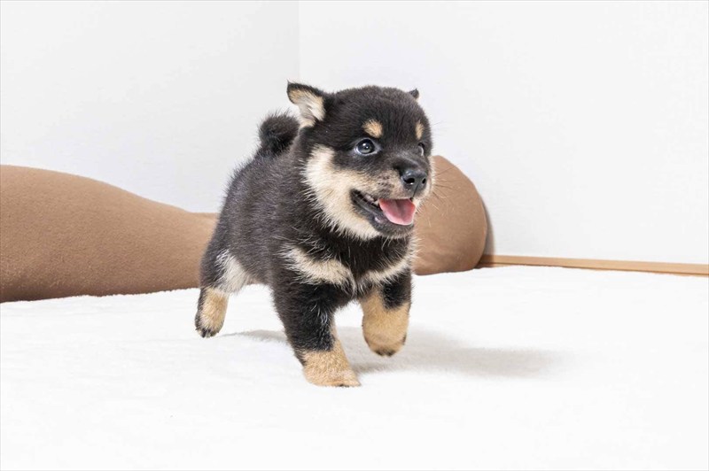 豆柴犬 販売子犬番号 とうまくん 写真4