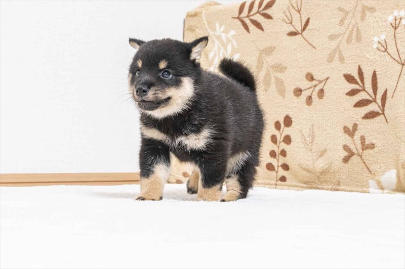 豆柴犬 販売子犬番号 とうまくん 写真5