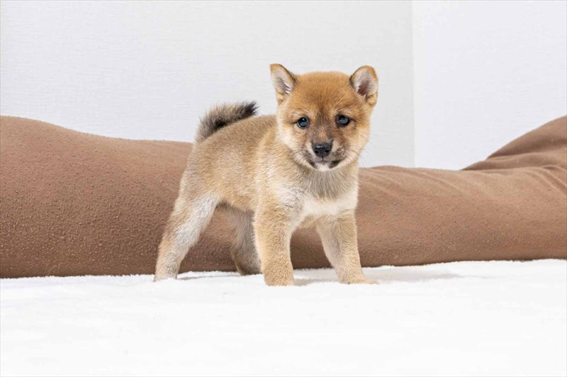 豆柴犬 販売子犬番号 うにちゃん 写真2