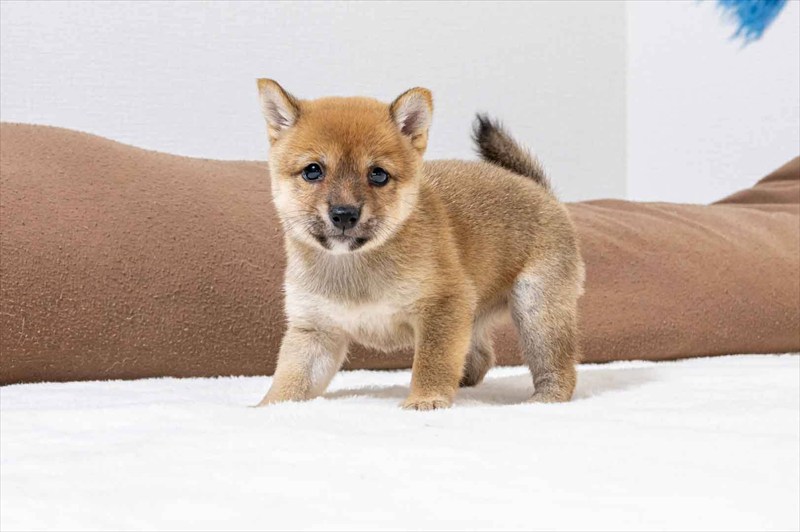 豆柴犬 販売子犬番号 うにちゃん 写真3