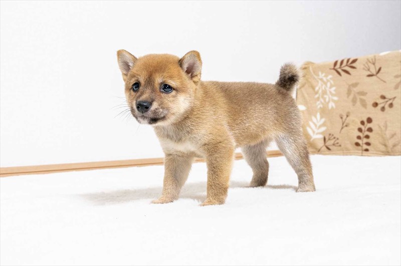 豆柴犬 販売子犬番号 うにちゃん 写真4