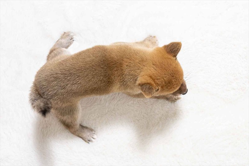 豆柴犬 販売子犬番号 うにちゃん 写真5