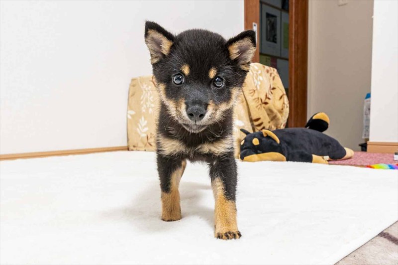 豆柴犬 販売子犬番号 えみりちゃん 写真2