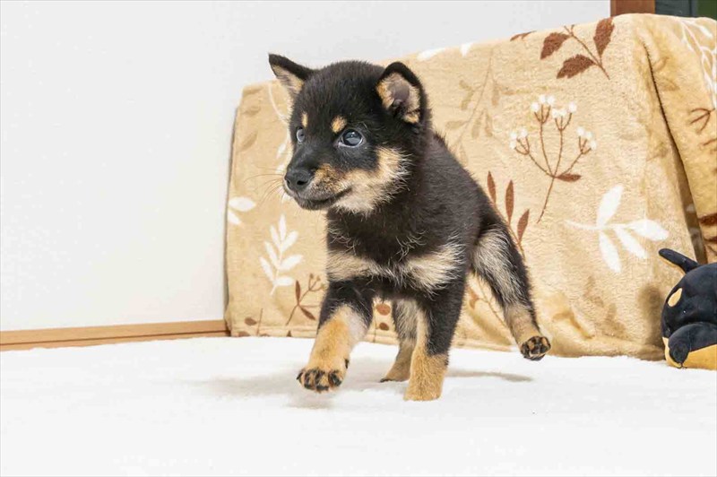 豆柴犬 販売子犬番号 えみりちゃん 写真3