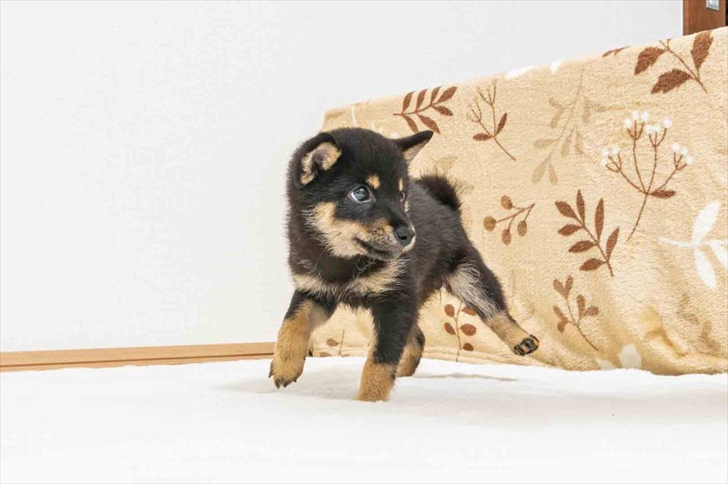 豆柴犬 販売子犬番号 えみりちゃん 写真4