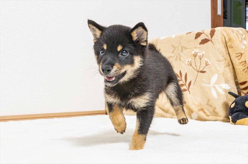豆柴犬 販売子犬番号 えみりちゃん 写真5