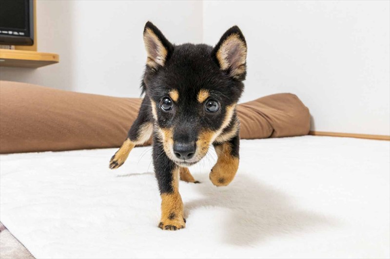 豆柴犬 販売子犬番号 かけるくん 写真2