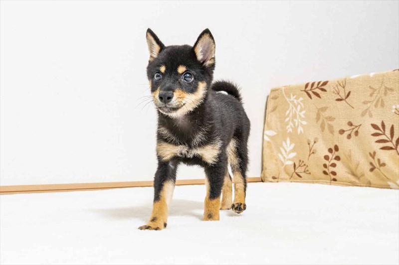 豆柴犬 販売子犬番号 かけるくん 写真3