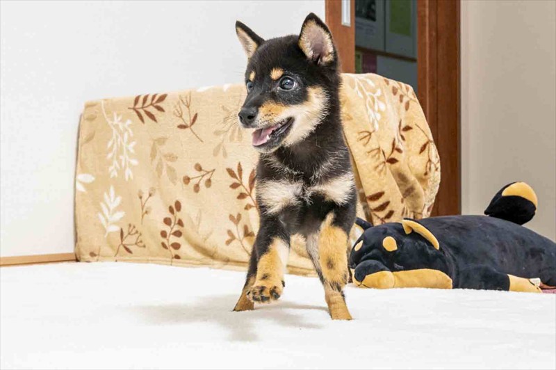 豆柴犬 販売子犬番号 かけるくん 写真5