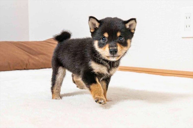 豆柴犬 販売子犬番号 れいじくん 写真2