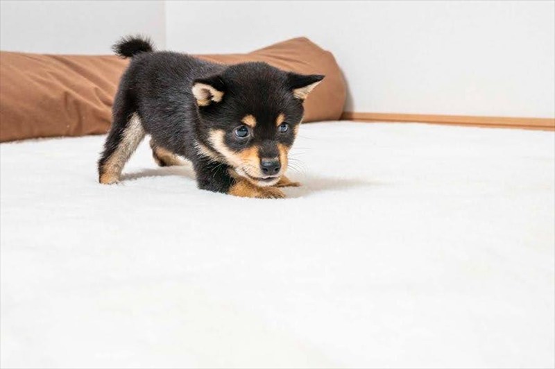 豆柴犬 販売子犬番号 れいじくん 写真3