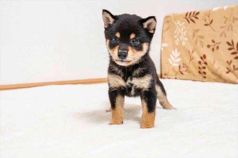 豆柴犬 販売子犬番号 れいじくん 写真4