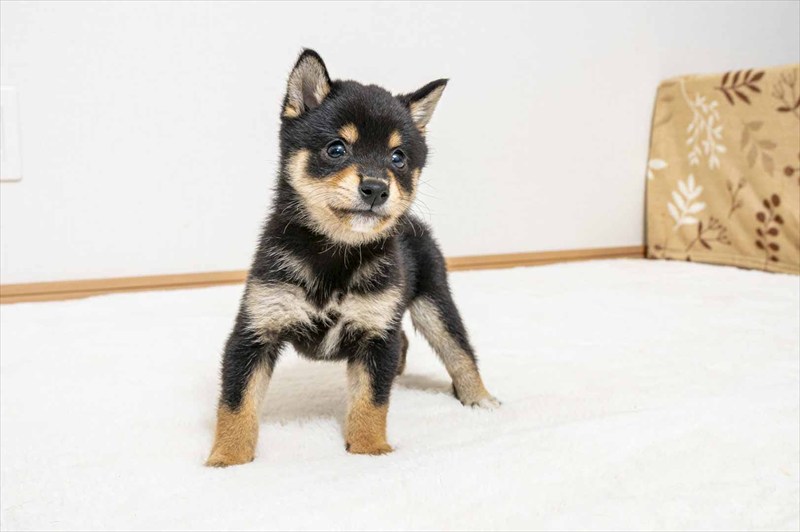豆柴犬 販売子犬番号 れいじくん 写真5