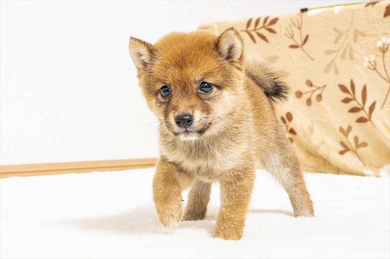 豆柴犬 販売子犬番号 るきくん 写真2