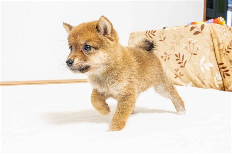 豆柴犬 販売子犬番号 るきくん 写真3