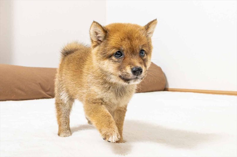 豆柴犬 販売子犬番号 るきくん 写真4