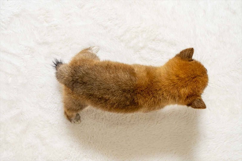 豆柴犬 販売子犬番号 るきくん 写真5
