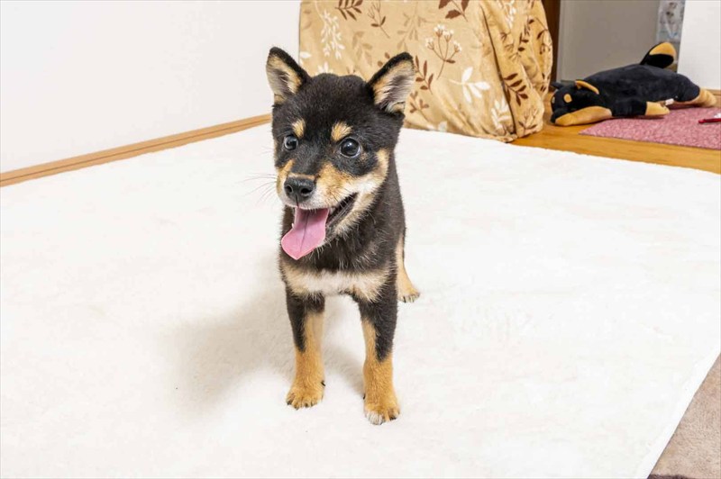 豆柴犬 販売子犬番号 ぜんくん 写真2