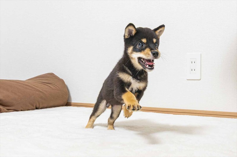 豆柴犬 販売子犬番号 ぜんくん 写真3