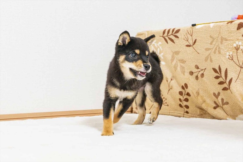 豆柴犬 販売子犬番号 ぜんくん 写真4
