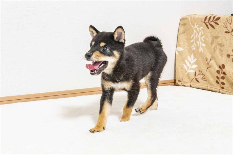 豆柴犬 販売子犬番号 ぜんくん 写真5