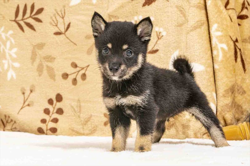 豆柴犬 販売子犬番号 あゆむくん 写真2