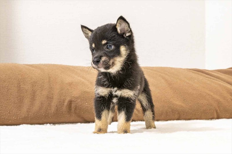 豆柴犬 販売子犬番号 あゆむくん 写真3