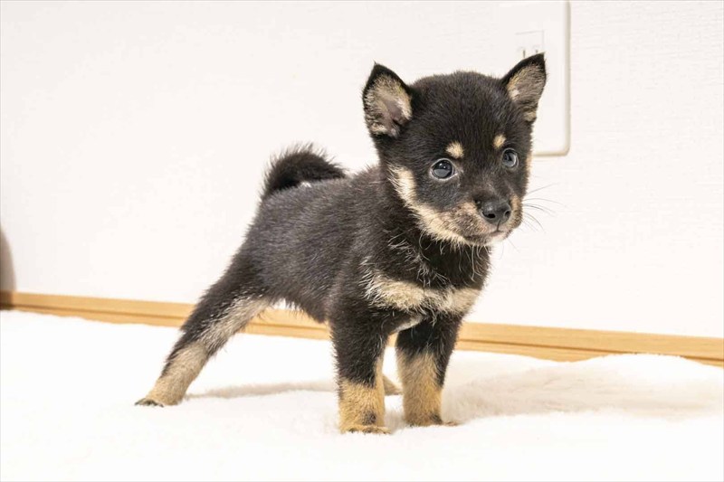 豆柴犬 販売子犬番号 あゆむくん 写真4