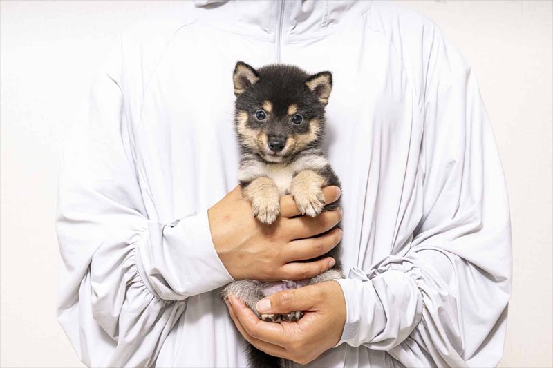 子犬