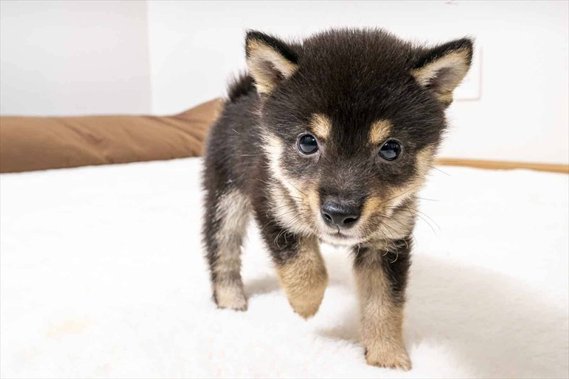 豆柴犬 販売子犬番号 ひゅうがくん 写真2