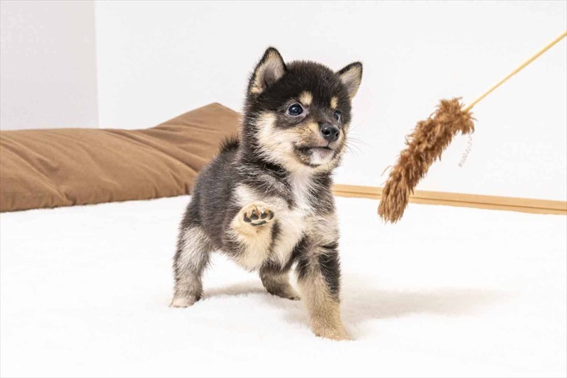 豆柴犬 販売子犬番号 ひゅうがくん 写真3