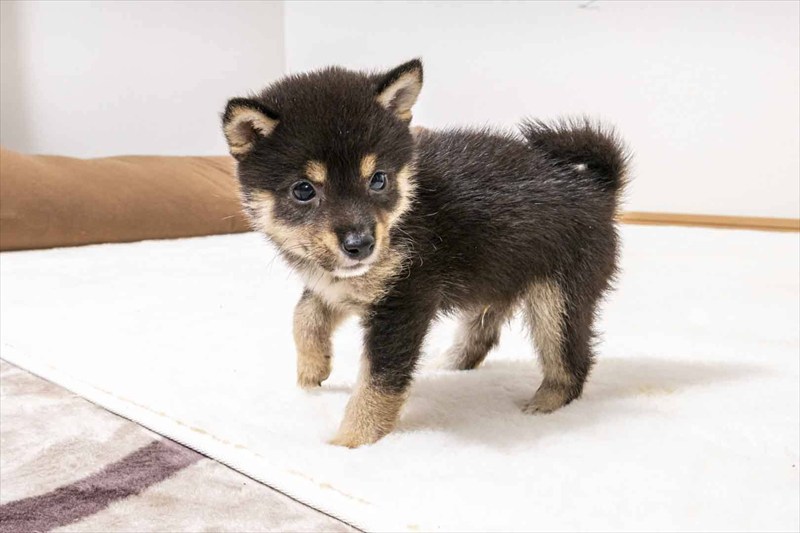 豆柴犬 販売子犬番号 ひゅうがくん 写真4
