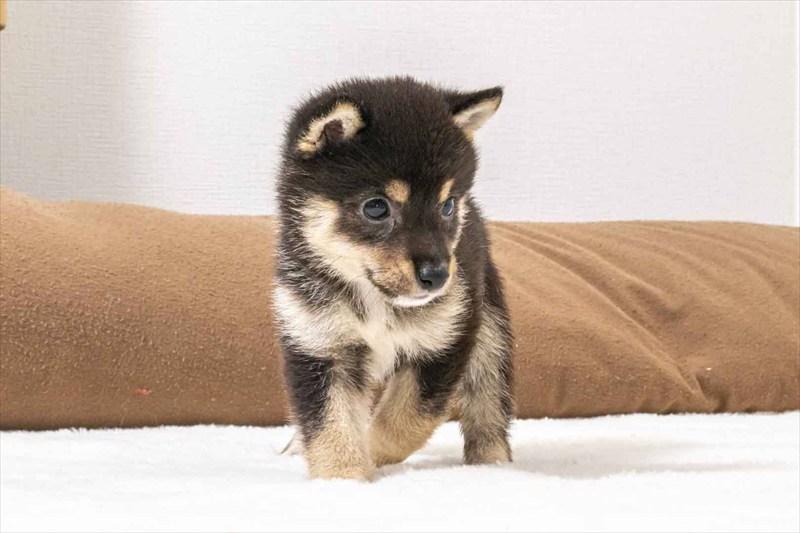豆柴犬 販売子犬番号 ひゅうがくん 写真5