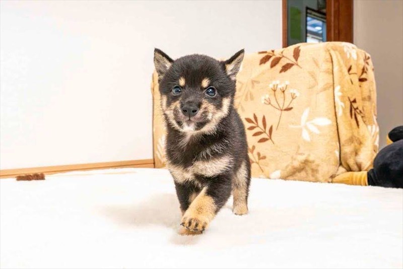 豆柴犬 販売子犬番号 こうやくん 写真2