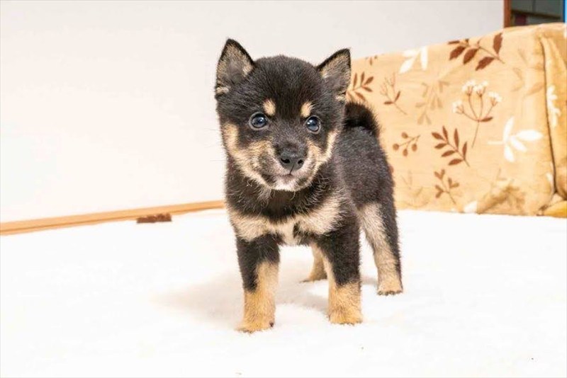 豆柴犬 販売子犬番号 こうやくん 写真3