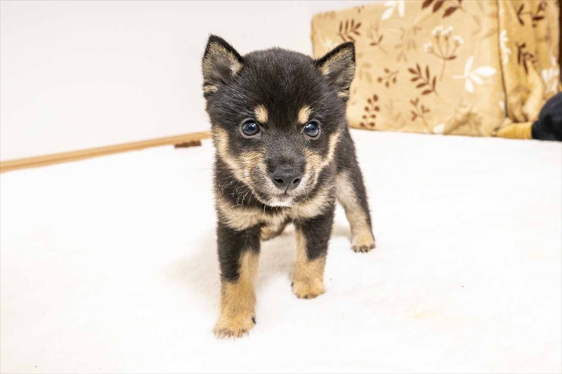 豆柴犬 販売子犬番号 こうやくん 写真4