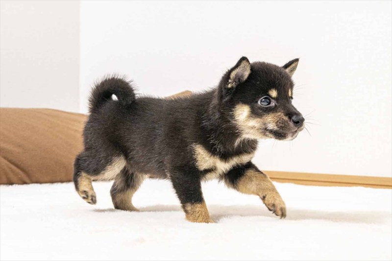 豆柴犬 販売子犬番号 こうやくん 写真5