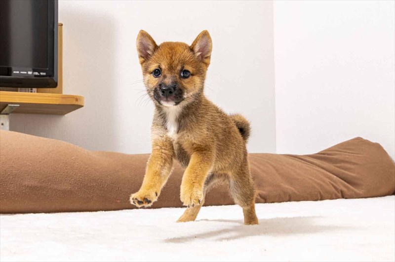豆柴犬 販売子犬番号 みつくん 写真2