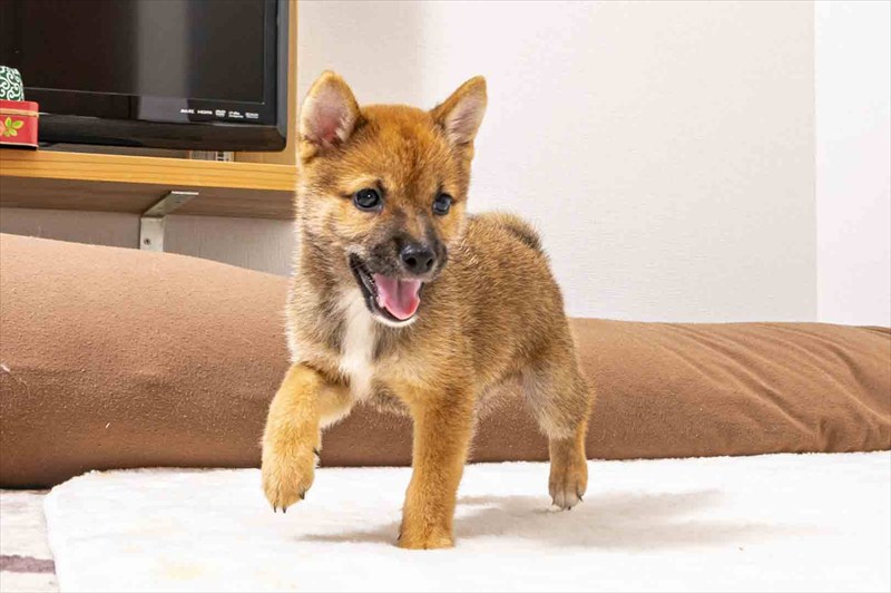 豆柴犬 販売子犬番号 みつくん 写真3
