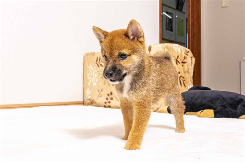 豆柴犬 販売子犬番号 みつくん 写真4