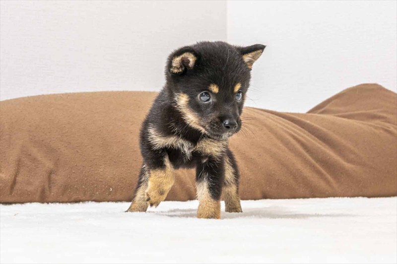 豆柴犬 販売子犬番号 あんじゅちゃん 写真2