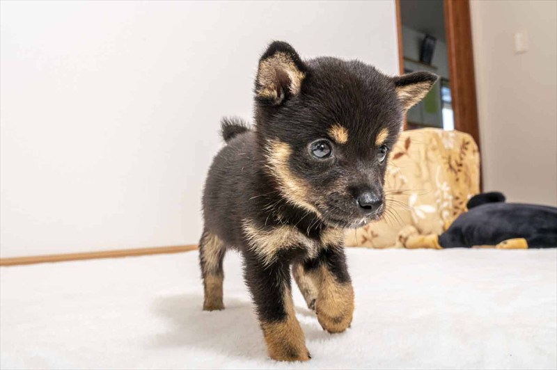 豆柴犬 販売子犬番号 あんじゅちゃん 写真3