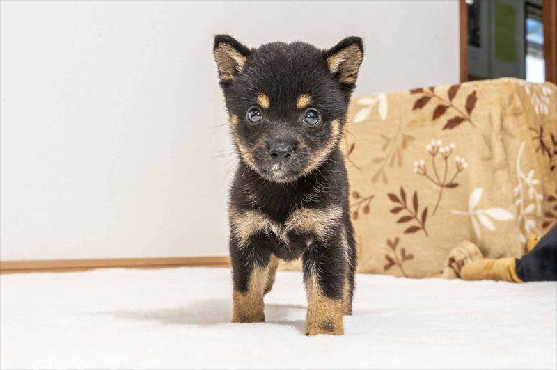 豆柴犬 販売子犬番号 あんじゅちゃん 写真4