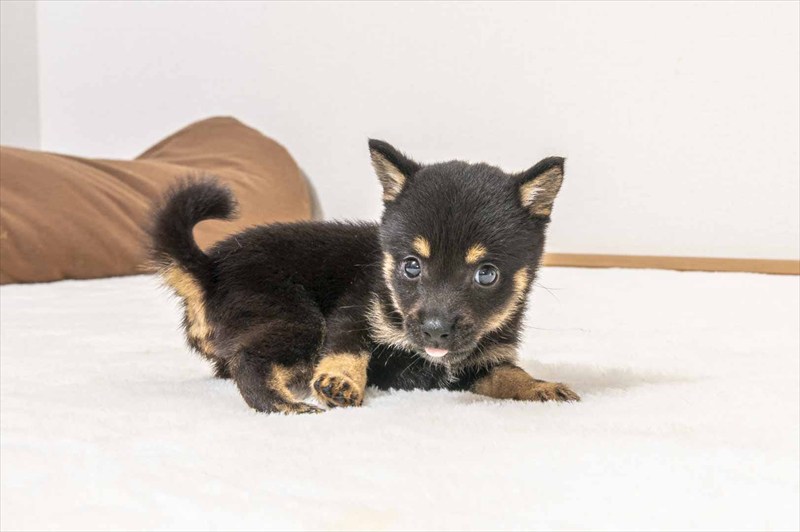 豆柴犬 販売子犬番号 あんじゅちゃん 写真5