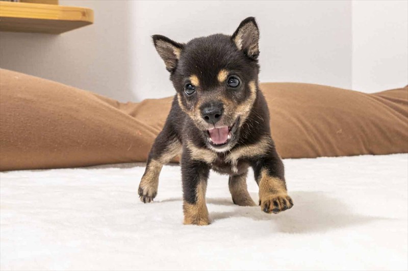 豆柴犬 販売子犬番号 きょうかちゃん 写真2
